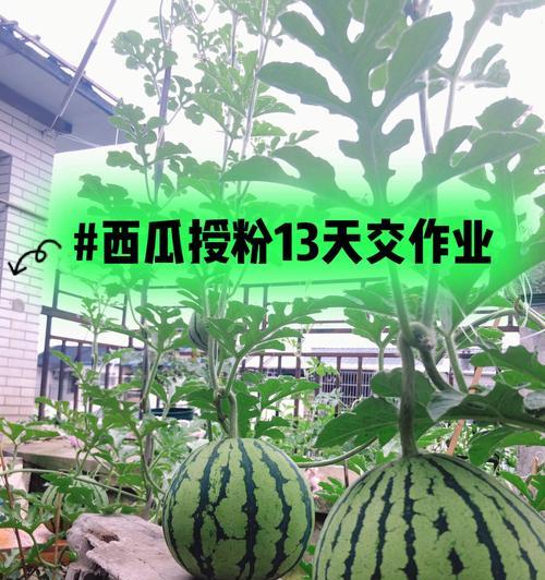 切瓜手机拍照应用如何设置水印？