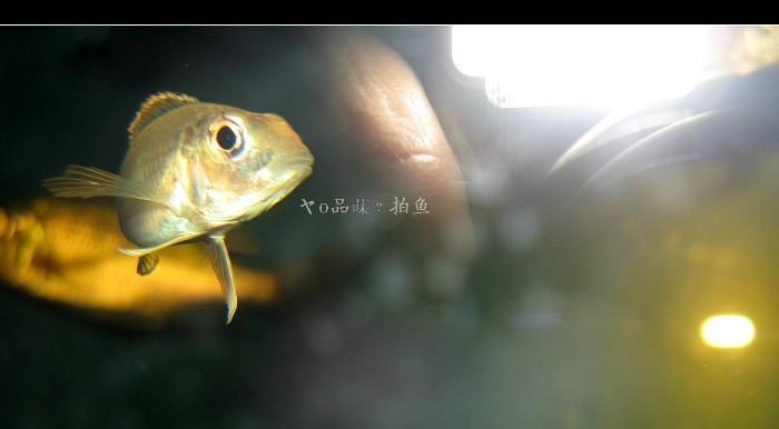 佳能拍鱼参数怎么调最佳？设置技巧和常见问题有哪些？