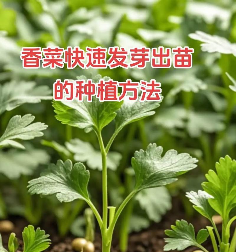冰箱低温催芽方法（催芽时间）